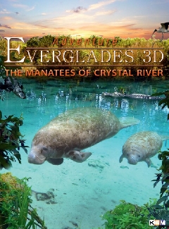 Adventure Everglades 3D - The Manatees Of Crystal River