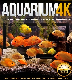 Aquarium 4k Amazing Blood Parrot Cichlid Aquarium