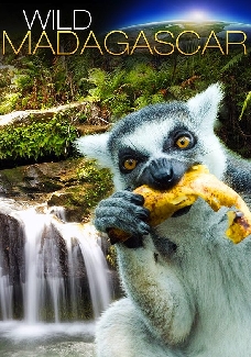 Wild Madagascar